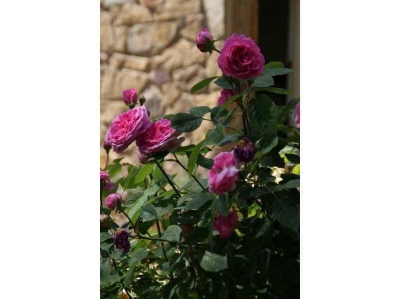 130 Brackenbury St, Warrandyte VIC 3113