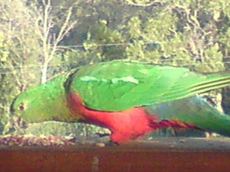 27 Walbundry Ave, Ferntree Gully VIC 3156