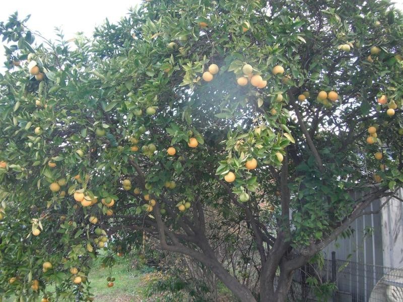 10 Hathaway Rd, Lalor Park NSW 2147