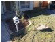 48 COLEBROOK Cres, Doolandella QLD 4077