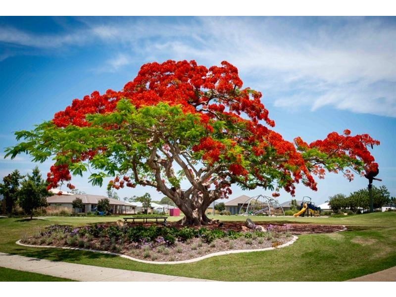 34 Essencia Ave, Dakabin QLD 4503