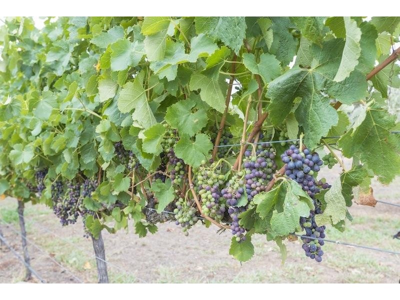 Canyonleigh NSW 2577