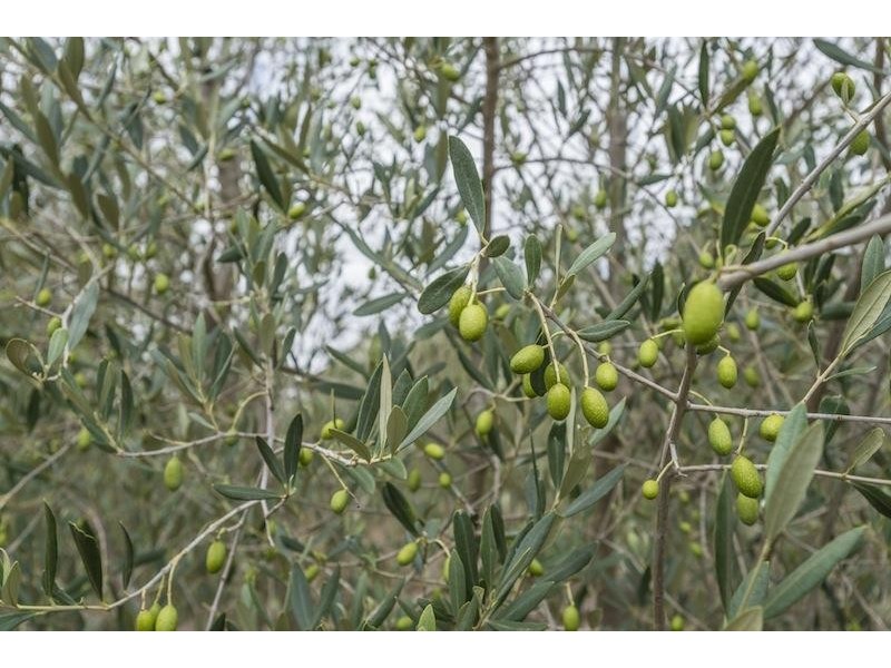 Canyonleigh NSW 2577