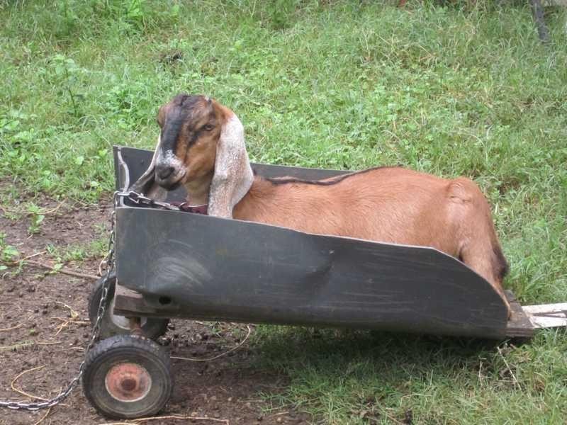 286 Tullymorgan Rd, Ashby NSW 2463