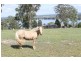 351 Patemans Rd, Ashby NSW 2463