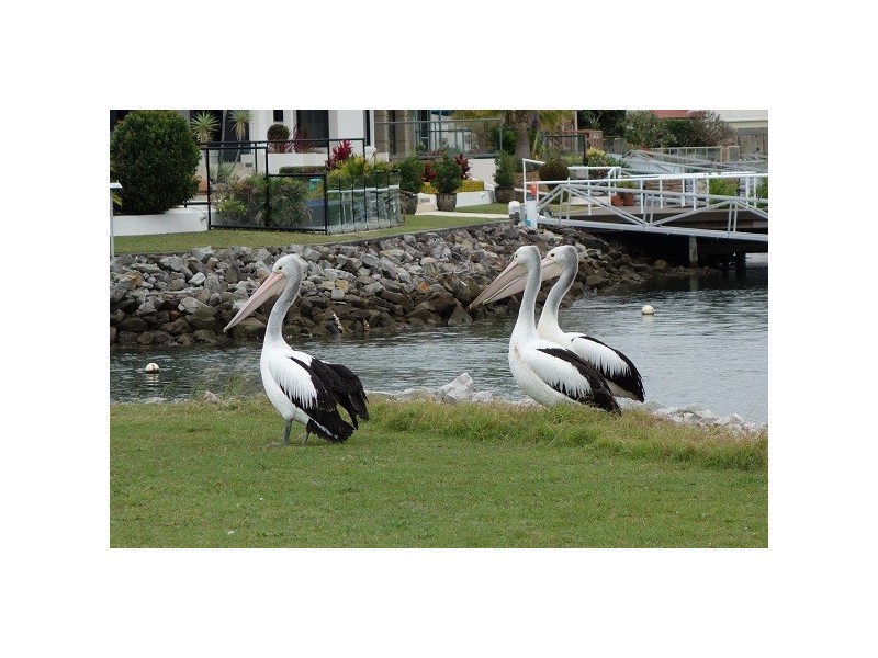 3/35 The Peninsula, Yamba NSW 2464