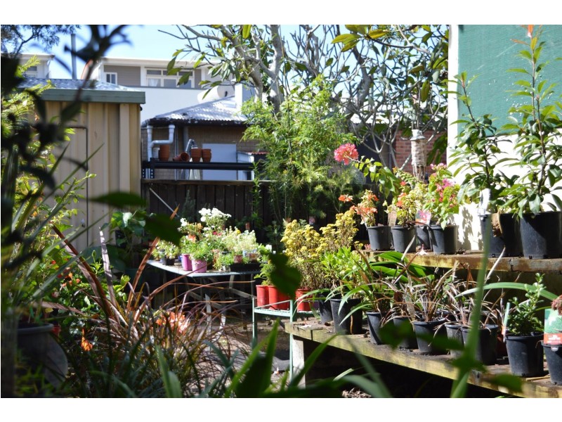 31 Coldstream Street, Yamba NSW 2464