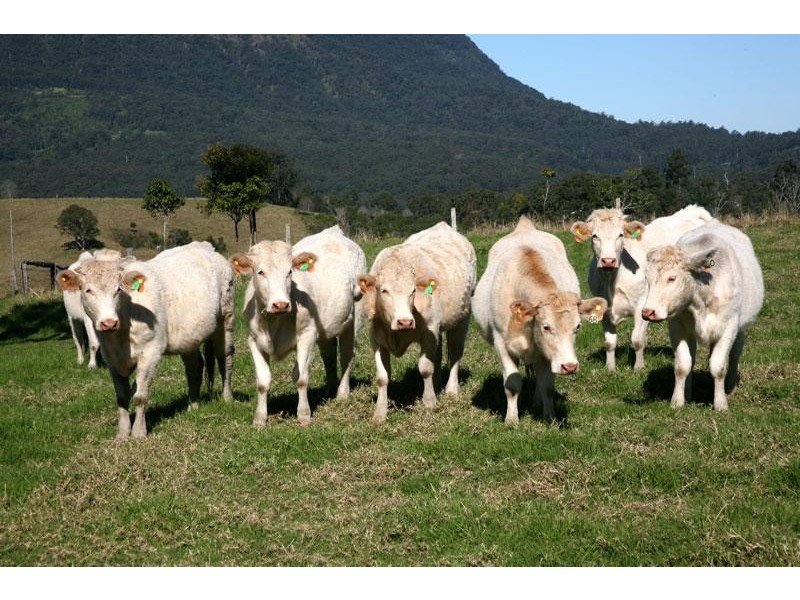 20 O’Briens Rd, Mount Burrell NSW 2484