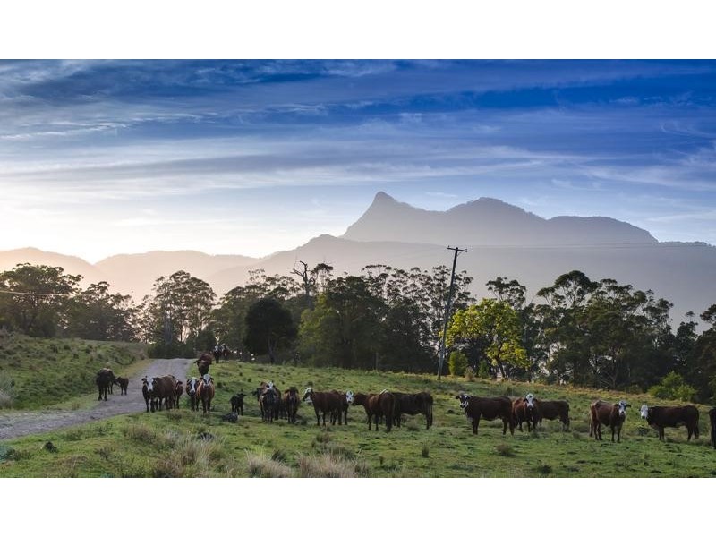 123 Boxsell Rd, Tyalgum NSW 2484