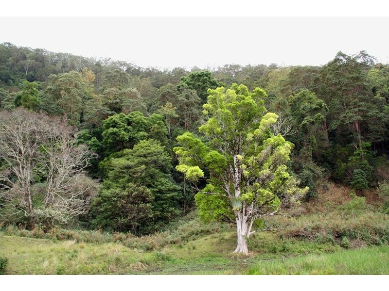 123 Boxsell Rd, Tyalgum NSW 2484