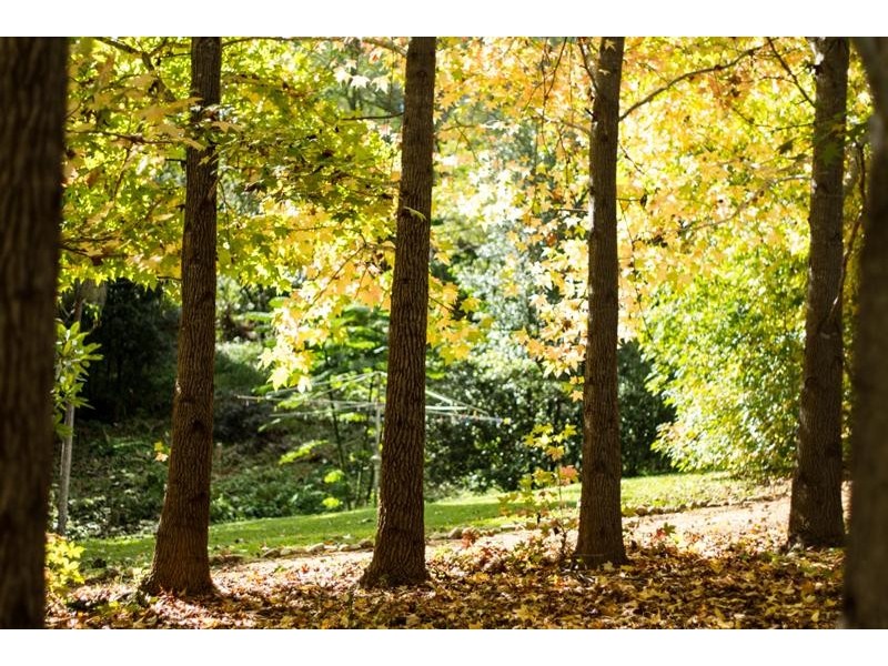 Nobbys Creek NSW 2484