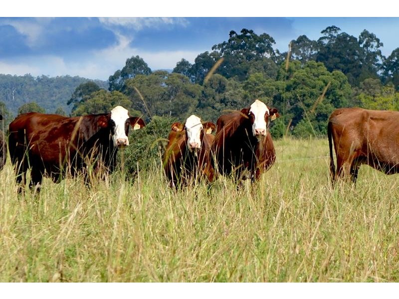 714 Limpinwood Rd, Limpinwood NSW 2484