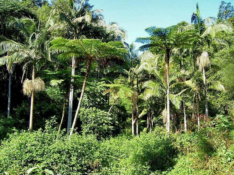 Lot 71 Cedar Creek Rd, Cedar Creek NSW 2484
