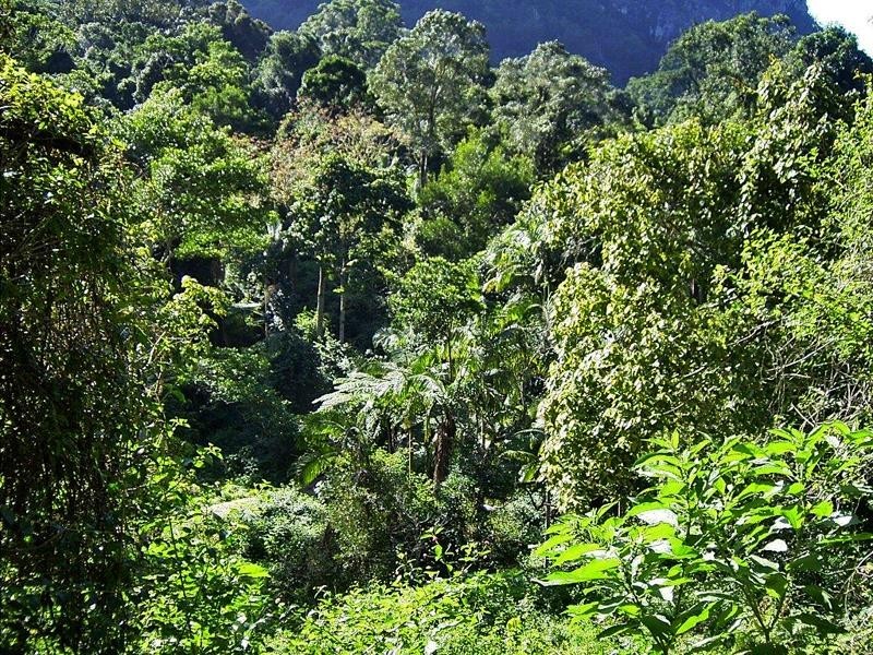 Lot 71 Cedar Creek Rd, Cedar Creek NSW 2484