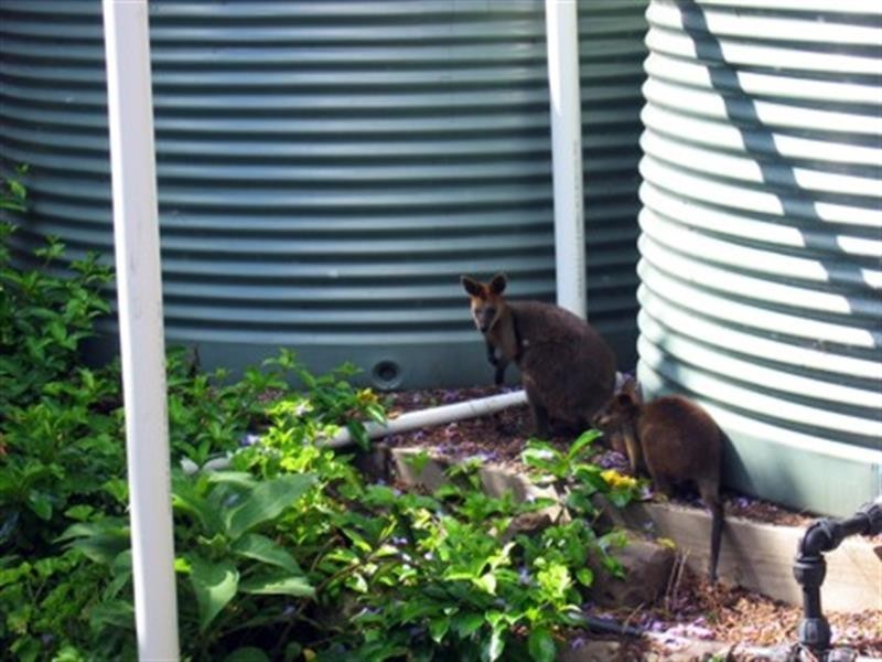 92 Farrants Rd, Farrants Hill NSW 2484