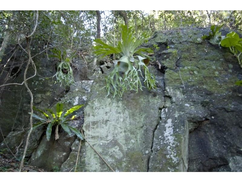 92 Farrants Hill Rd, Farrants Hill NSW 2484