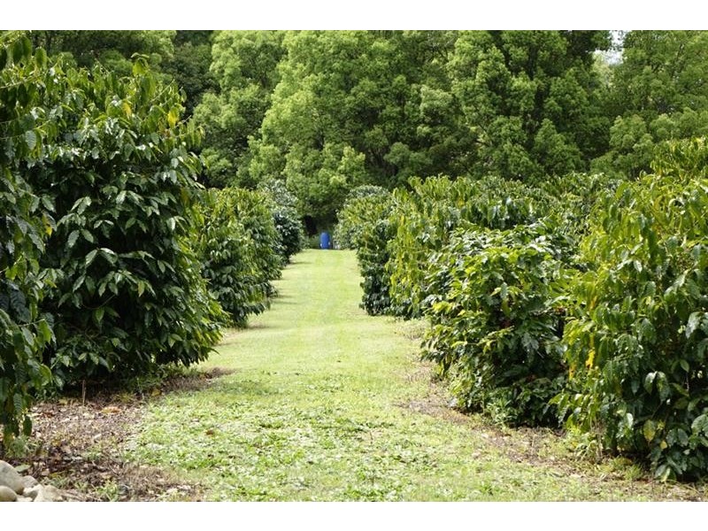 445 Tomewin Rd, Dungay NSW 2484