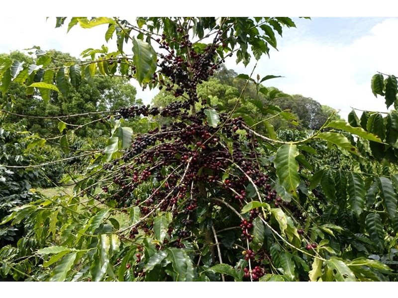 445 Tomewin Rd, Dungay NSW 2484