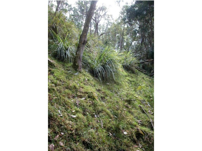 Doyles River NSW 2446