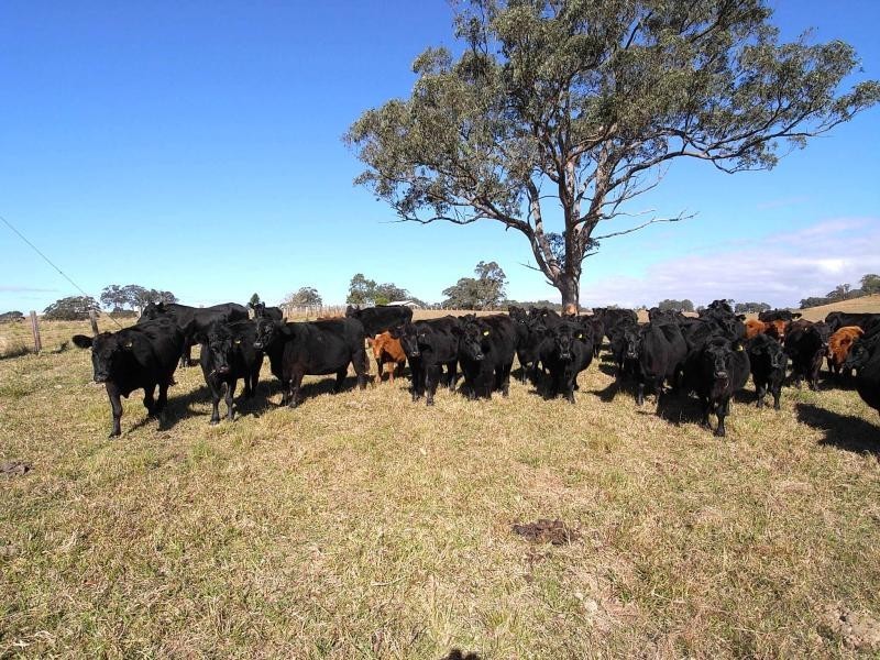 Wherrol Flat NSW 2429