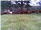 Marlee NSW 2429