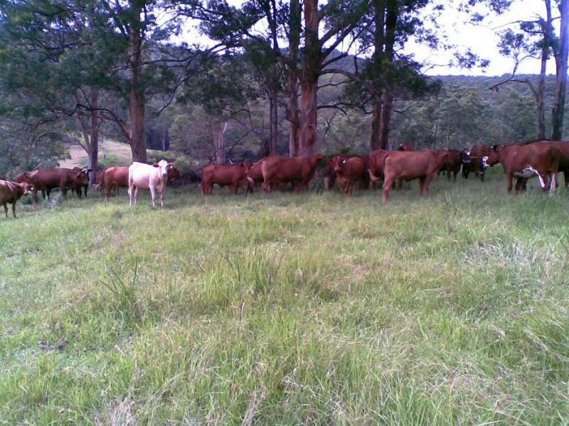 Marlee NSW 2429