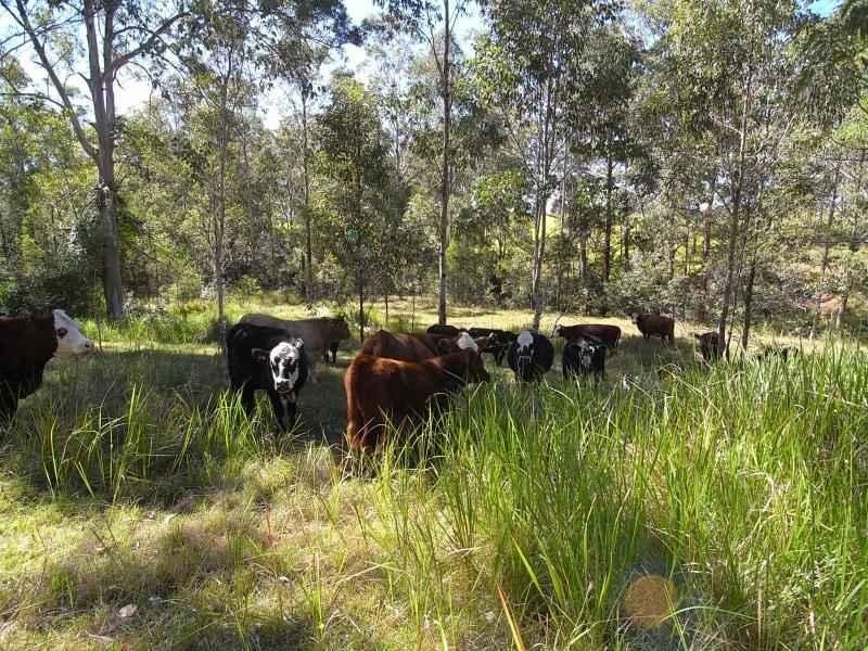 Wherrol Flat NSW 2429