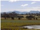 Cedar Party NSW 2429