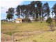 Cedar Party NSW 2429