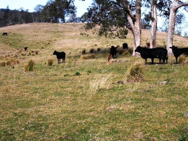 Cooplacurripa NSW 2424