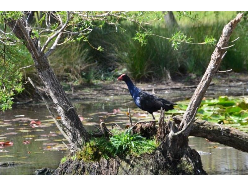 42 Ashlea Rd, Wingham NSW 2429