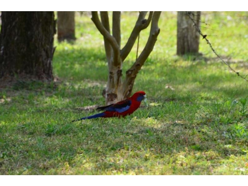 42 Ashlea Rd, Wingham NSW 2429