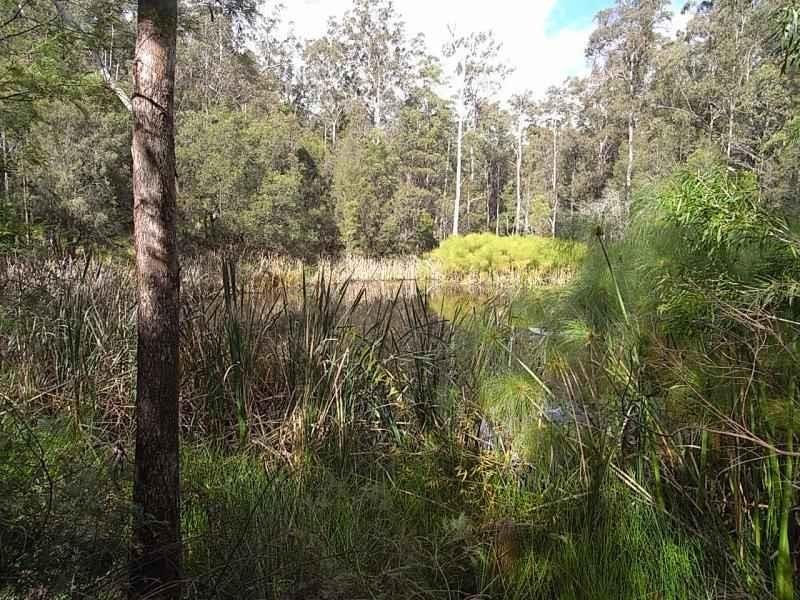 Elands NSW 2429