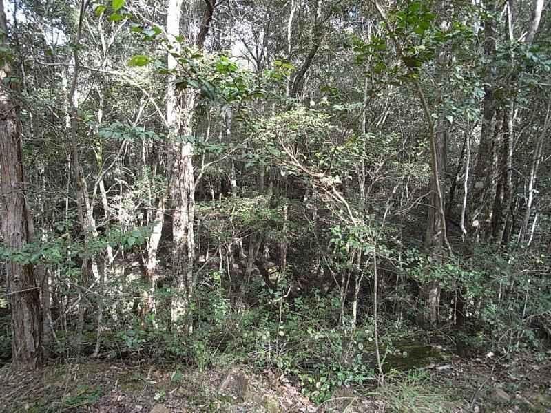 Elands NSW 2429