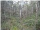 Elands NSW 2429
