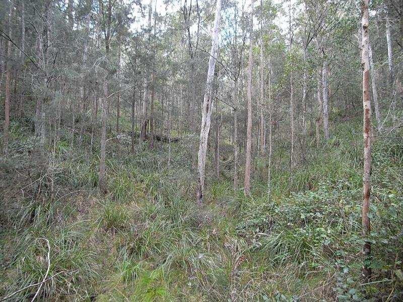 Elands NSW 2429
