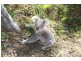 Cooplacurripa NSW 2424