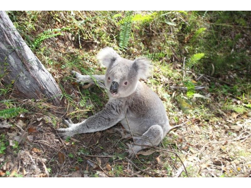 Cooplacurripa NSW 2424