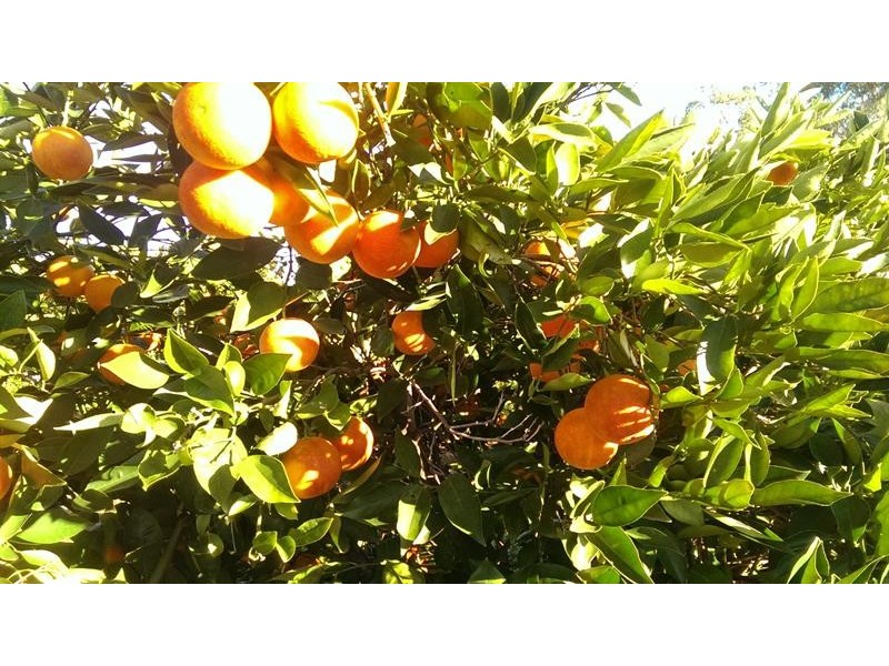 1094 Warren Rd, Narromine NSW 2821
