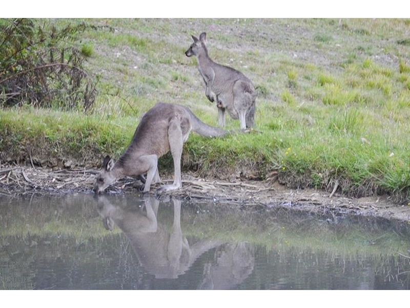 15 Grey Gums Lane, Bundanoon NSW 2578