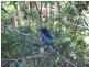 Boreen Point QLD 4565