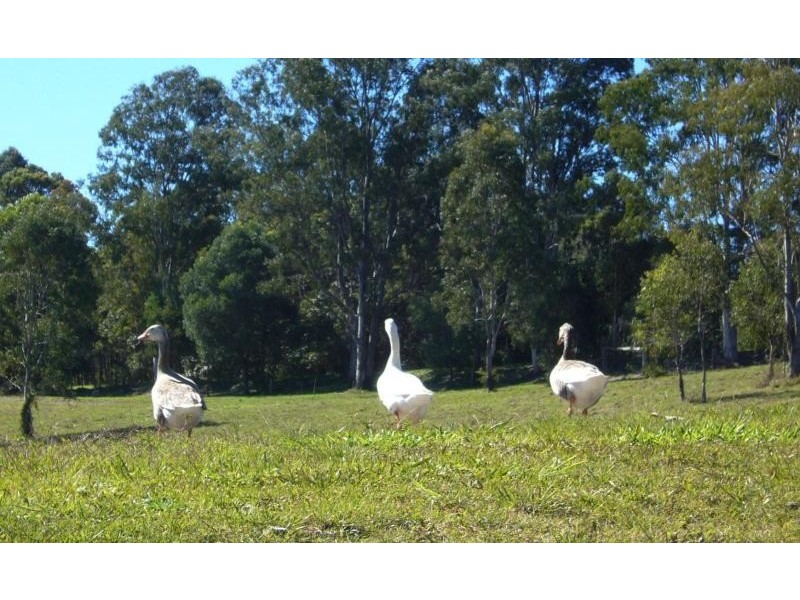 Cooran QLD 4569