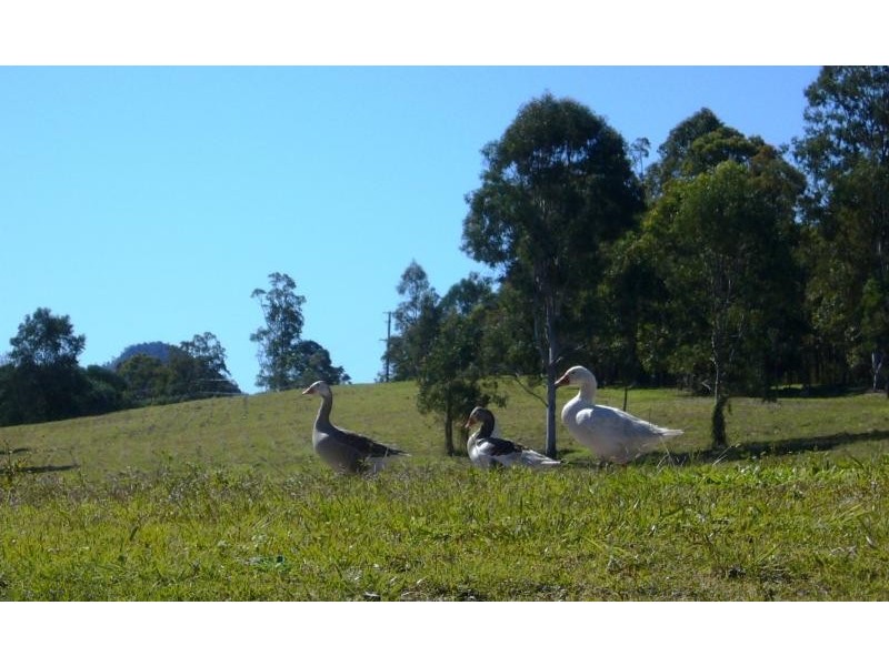 Cooran QLD 4569