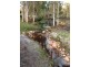 16 Osborne Ct, Wallu QLD 4570