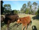 Eumundi QLD 4562