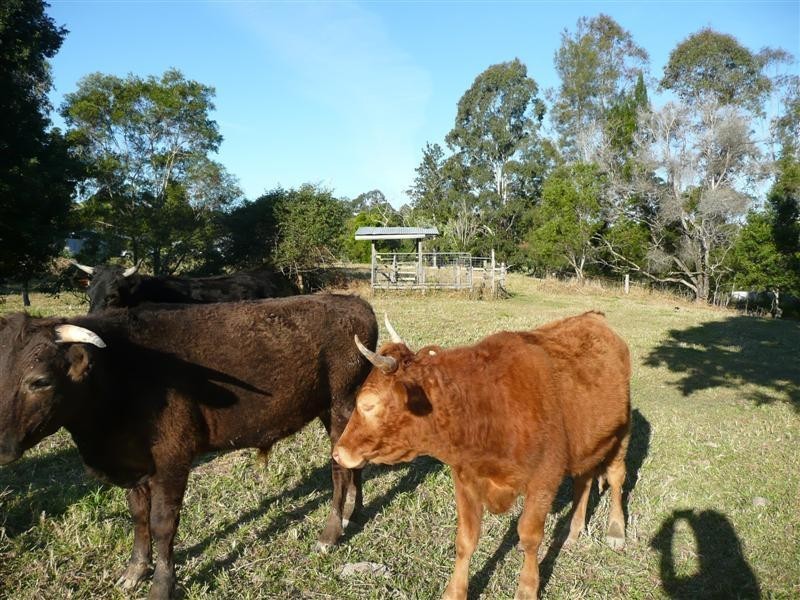 Eumundi QLD 4562