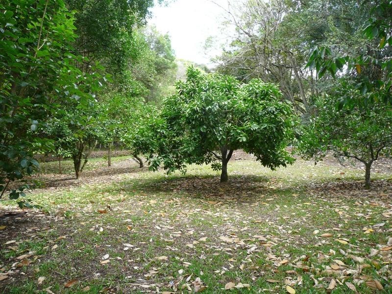 6 Payne St, Eumundi QLD 4562