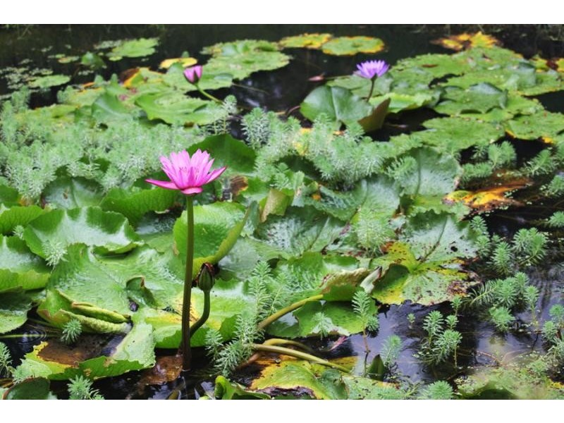 106 Valdora Rd, Valdora QLD 4561