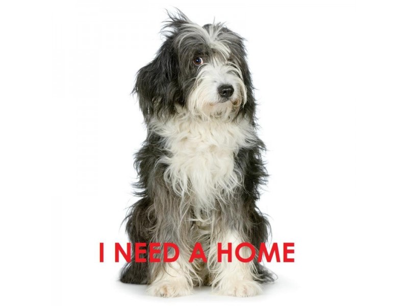 8 Pebble Ct, Peregian Springs QLD 4573