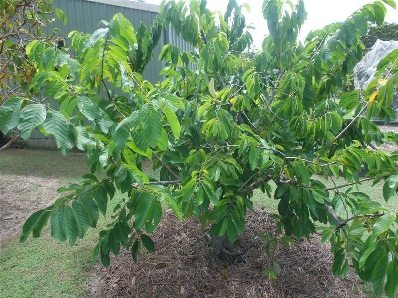 5 Kingsgate Dr, Tinbeerwah QLD 4563